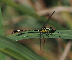 Austrogomphus amphiclitus