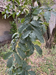 Kigelia africana