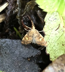 Glaucocharis leucoxantha