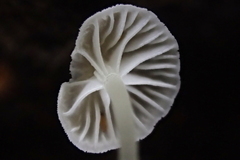 Porotheleaceae