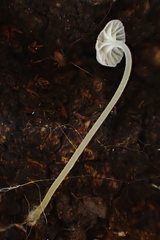 Porotheleaceae