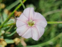 Convolvulus capensis