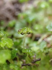 Asterella