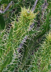 Cirsium pyrenaicum
