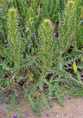 Cirsium pyrenaicum