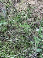 Rafinesquia californica
