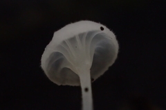 Porotheleaceae