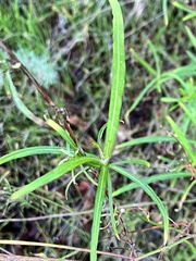 Rafinesquia californica