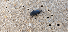 Scyphophorus