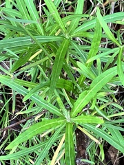 Rafinesquia californica