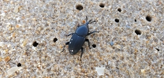 Scyphophorus