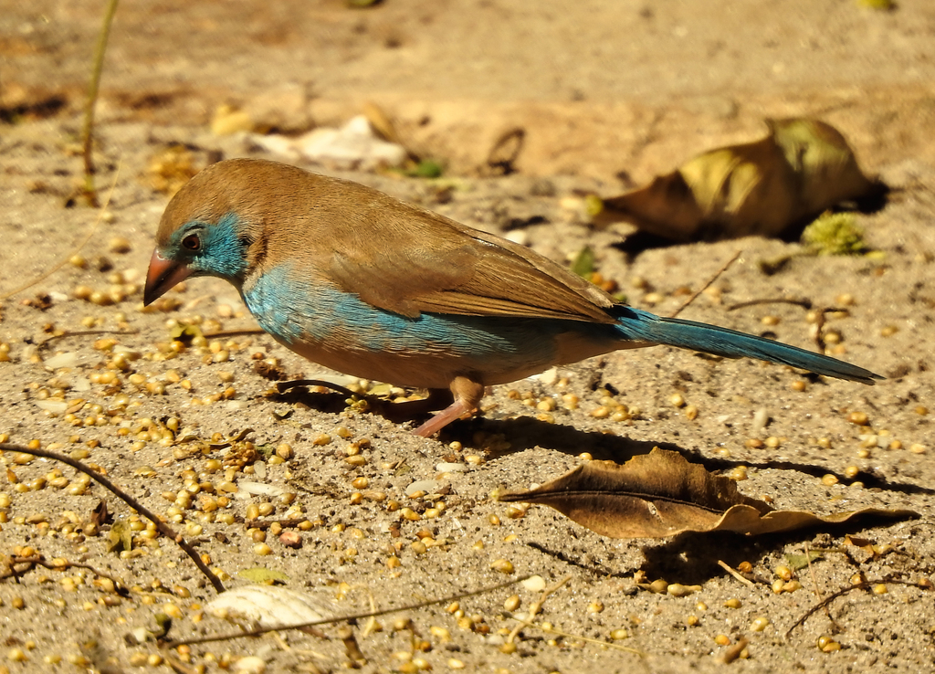 Red-Cheeked Cordonbleu