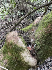 Porotheleaceae