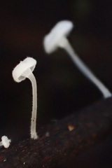 Porotheleaceae