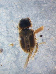 Melinopterus
