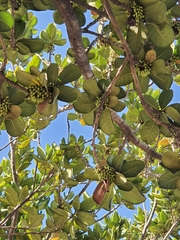 Palaquium