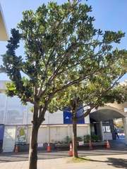 Palaquium