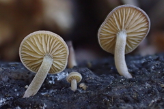 Simocybe centunculus