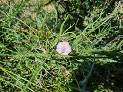 Convolvulus capensis