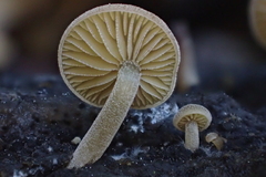Simocybe centunculus