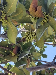 Palaquium