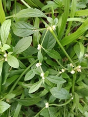 Alternanthera bettzickiana