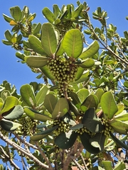 Palaquium