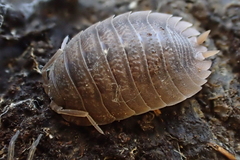Porcellio dilatatus