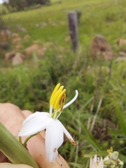 Chlorophytum bowkeri