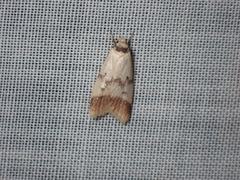 Heteroteucha anthodora