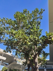 Palaquium