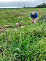 Chlorophytum bowkeri
