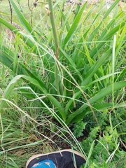 Chlorophytum bowkeri