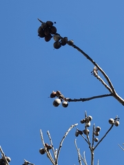 Palaquium