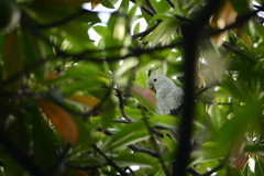 Cacatua goffiniana
