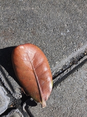 Palaquium
