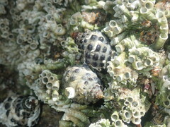 Tenguella marginalba