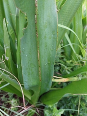 Chlorophytum bowkeri