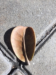 Palaquium