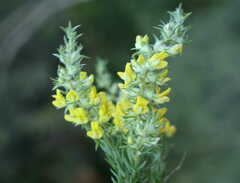 Aspalathus spicata