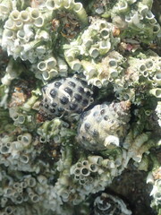 Tenguella marginalba