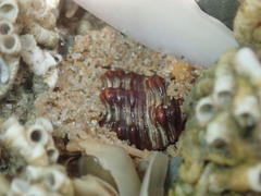 Batillaria australis