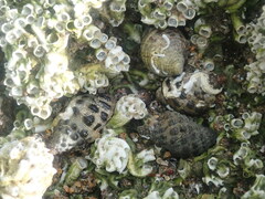 Tenguella marginalba