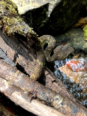 Craspedocephalus malabaricus