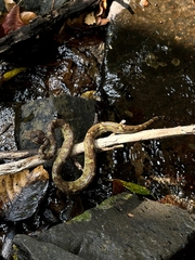 Craspedocephalus malabaricus