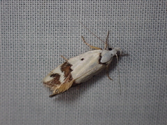 Oecophorinae