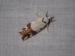 Oecophorinae
