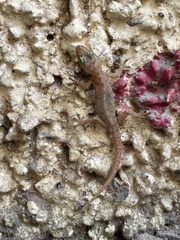 Hemidactylus parvimaculatus