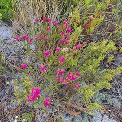 Erica pulchella