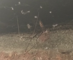 Smeringopus pallidus